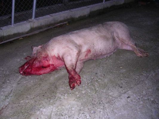 Pulsa aqui para ver la imagen a tama�o completo
 ============== 
Matanza del cerdo 01
El protagonista del asunto. Pena por �l, pero que rico estar�.
Foto: Tito G.G. 251006
