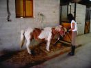 060708_Hipica_Maceda_04.JPG