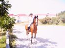 060708_Hipica_Maceda_14.JPG