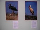 061008_Exposici�n_Fauna_02.JPG