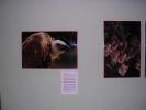 061008_Exposici�n_Fauna_04.JPG
