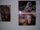 061008_Exposici�n_Fauna_05.JPG