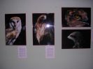 061008_Exposici�n_Fauna_07.JPG