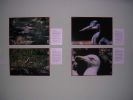061008_Exposici�n_Fauna_09.JPG