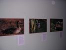 061008_Exposici�n_Fauna_11.JPG