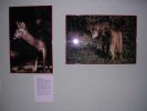 061008_Exposici�n_Fauna_13.JPG