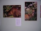 061008_Exposici�n_Fauna_15.JPG