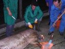 061025_Matanza_del_cerdo_03.JPG