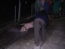 061025_Matanza_del_cerdo_04.JPG