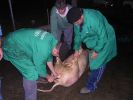061025_Matanza_del_cerdo_05.JPG