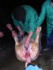 061025_Matanza_del_cerdo_07.JPG