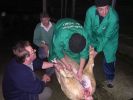 061025_Matanza_del_cerdo_08.JPG