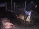 071025_II_Fiesta_Matanza_04.JPG