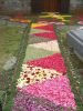 080525_Figueiro�_Corpus_05.JPG